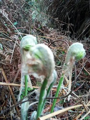 山中珍品一一薇菜