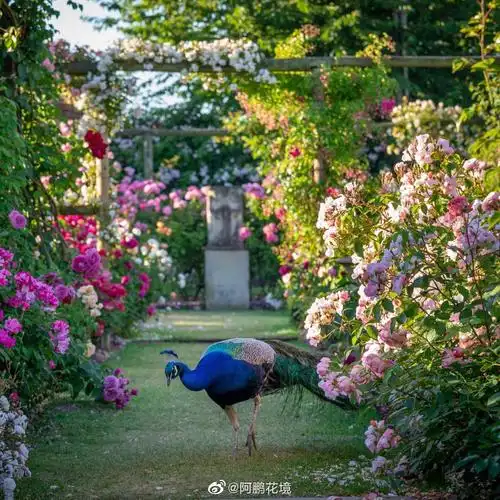 奥斯汀玫瑰园,古典怀旧,优雅浪漫,高贵平和,所以花园气质都在.