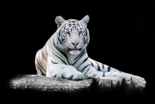 tigers black background white glance animals photo 3800x2560