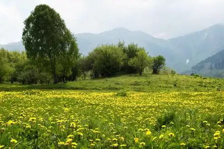 山地草甸图片