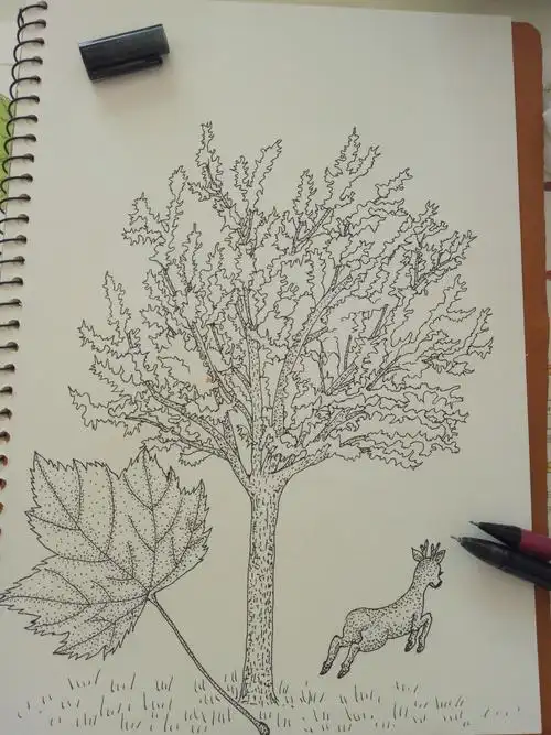 红花槭又称美国红枫树45