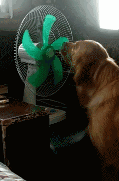 主人把风扇拆下来洗,还没来得及装好金毛就热急了,结果.