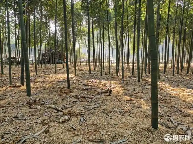雷竹笋 雷笋产地家庭农场直供