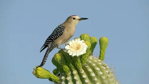 动物宽屏壁纸合集(八)9 - 1920x1080