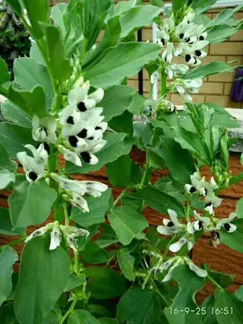 蚕豆开花,黑心但芳香.