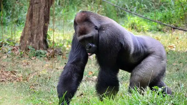 银背大猩猩和老虎单挑,谁能打赢?真相许多人不信!