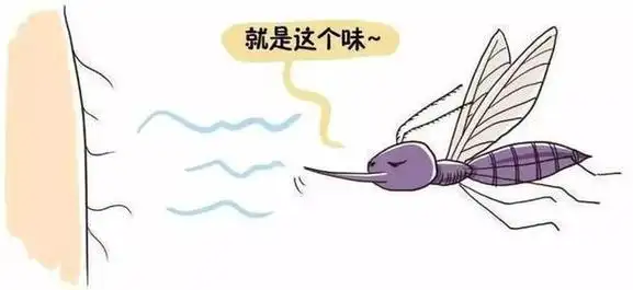 九成人不知道蚊子怕什么教你用这招蚊子不见了