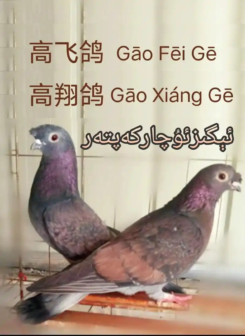 动物 鸽 鸽子 教学图示 鸟 鸟类 1440_1976 竖版 竖屏