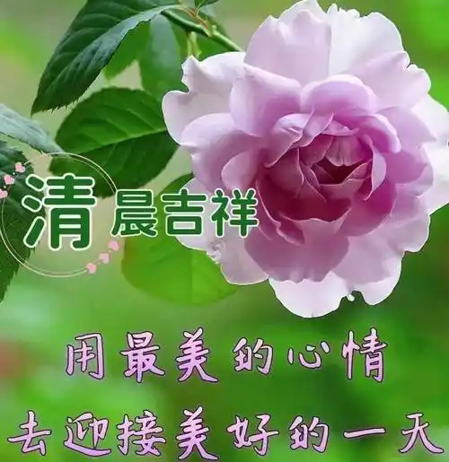 周三早安,推荐群发早上好表情包暖心图片带字8张,春日温馨的问候祝福