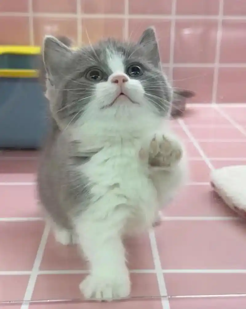 蓝白猫猫蹲新家啦!99990.蓝白英短,两个月多,已经会 - 抖音