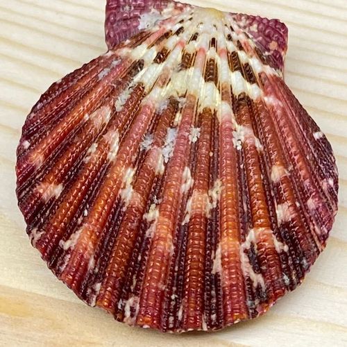 4-5厘米油画扇贝 双面海扇蛤 天然深海贝壳 颜色漂亮