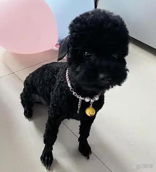 娄底市娄星区有偿寻找黑色泰迪犬