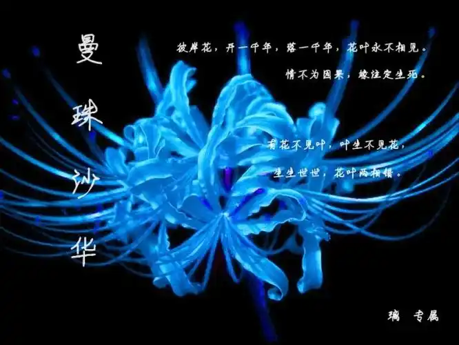 蓝色彼岸花图片