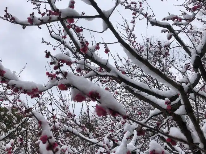 喜欢洁白无瑕的雪景