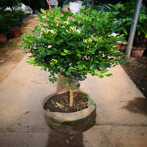 九里香七里香花树苗植物室内外y盆栽四季浓香驱蚊虫绿植带花苞包