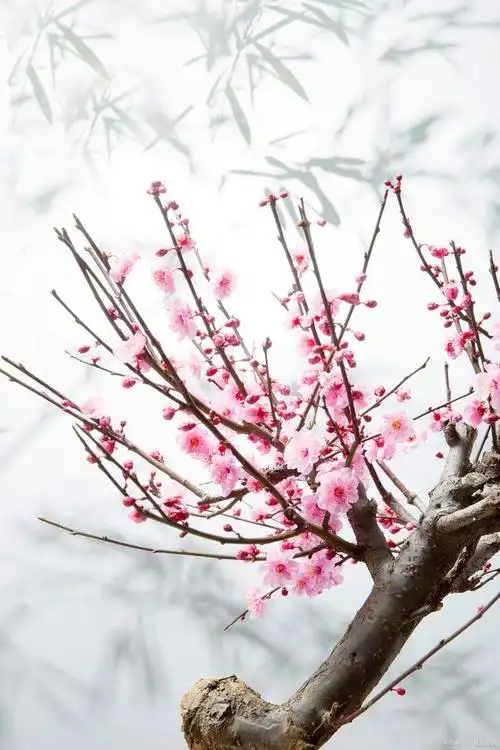 "我伴梅花报春来"