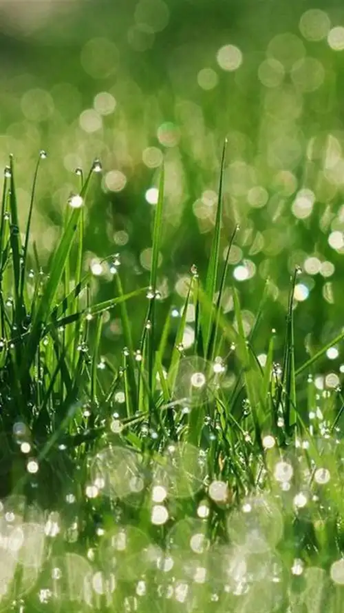 精选绿色护眼锁屏