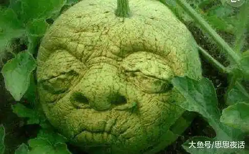 世界最奇怪的水果,图1我忍了,后边的让人忍无可忍!