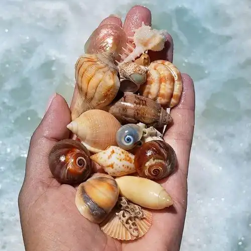 一起去海边捡贝壳吧 ins:thealohamermaid - 堆糖,美图壁纸兴趣社区