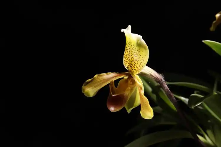兜兰属 paphiopedilum ,波瓣兜兰 paphiopedilum insigne .
