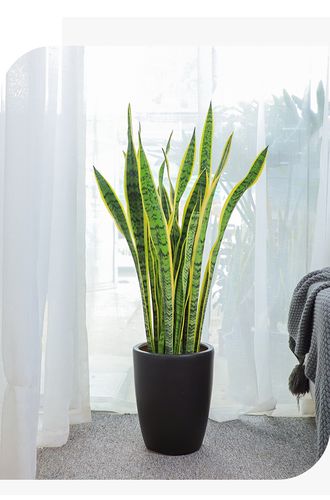 大型金边虎皮兰室内净化空气客厅绿植盆栽花卉原盆原土发货大虎皮兰