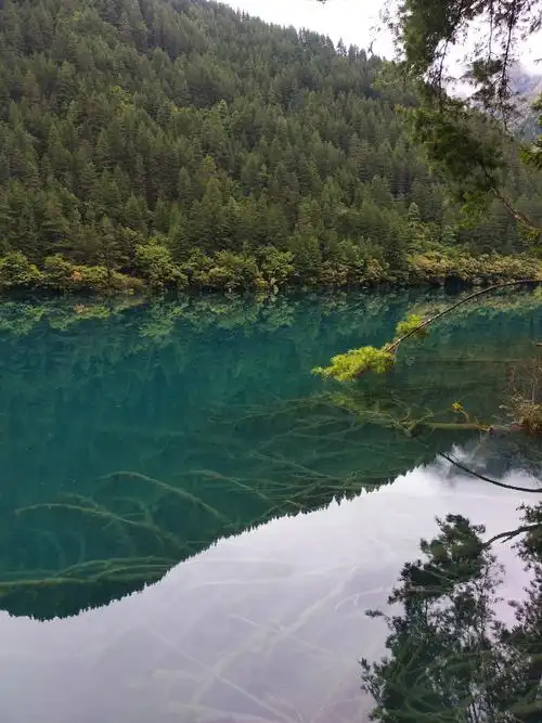 诺日朗瀑布犹如银河决堤,构成一道美丽风景,吸引众多游客眼睛.