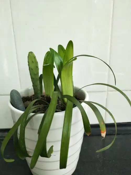 我种植的各种小植物