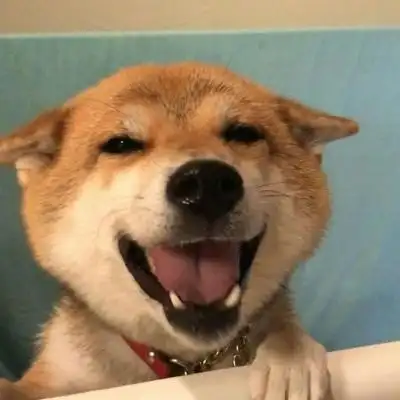 狗子头像我憨吗很憨那我就叫憨憨吧