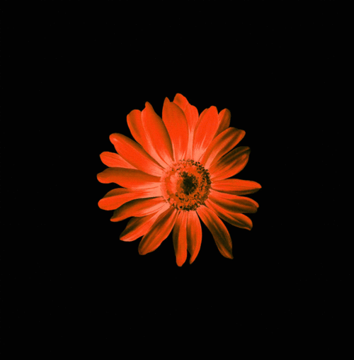 gif特殊素材闪动波浪鲜花灯人物等衬托底图素材