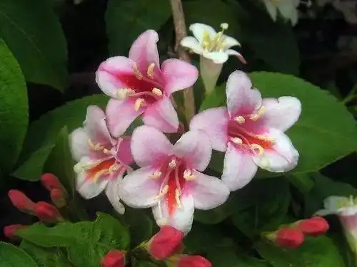 什么?工大校花校草你竟然不知道!