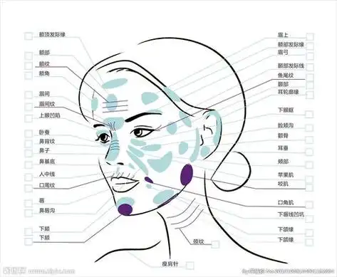 脸部各个部位名称