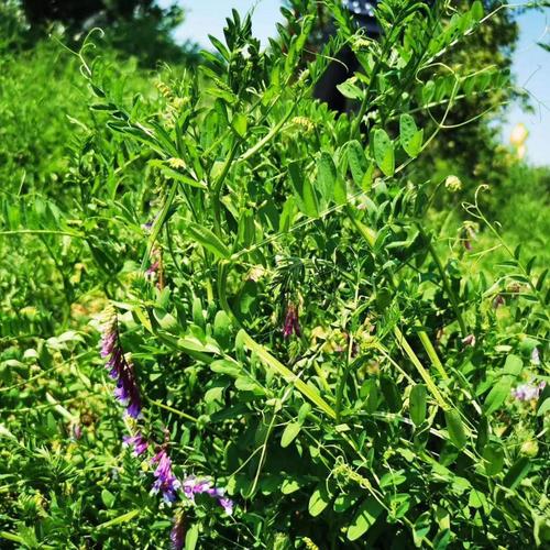 光叶紫花苕毛苕子长柔毛野豌豆高产绿肥种子固氮耐寒果园草蜜源草
