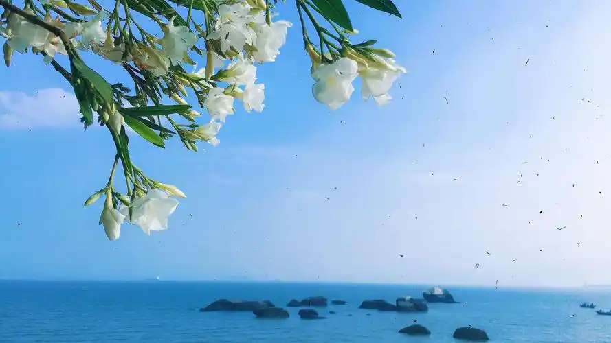 厦门,花和海
