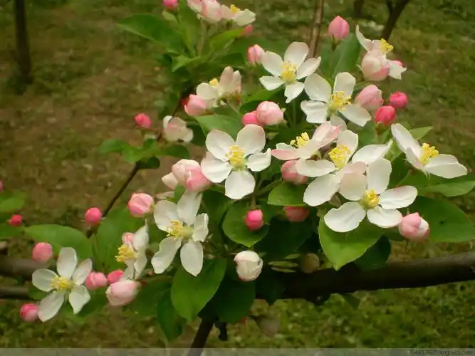 冬红果海棠 - 深涧幽草 - 764507627 的博客