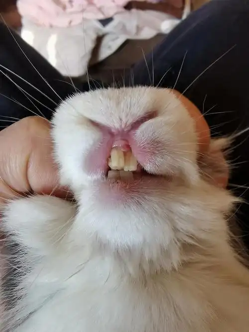 兔子的牙齿长歪断了长出来还是歪的