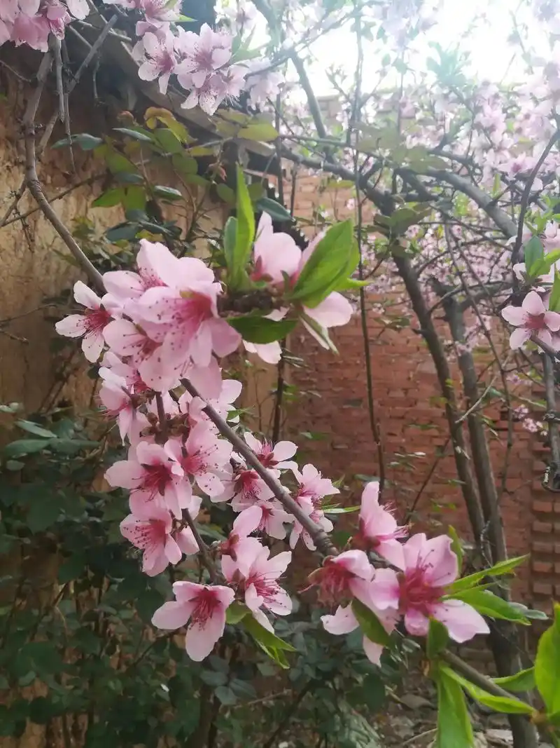 创作灵感 #春天风景图片 - 抖音