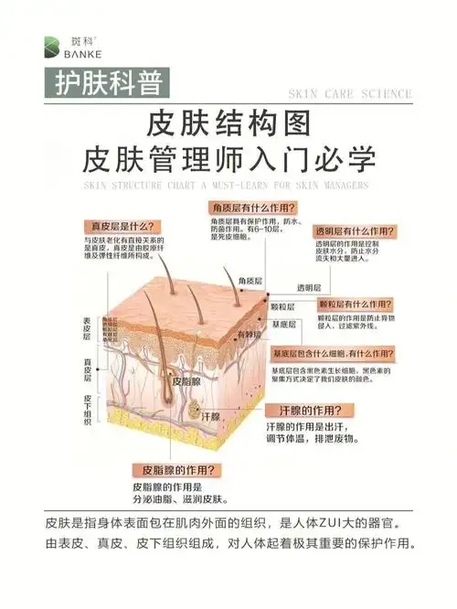 皮肤结构图皮肤管理师入门必学