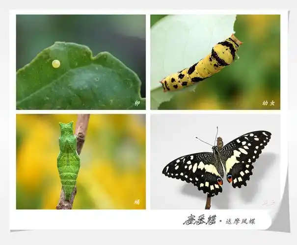蝴蝶的前世今生