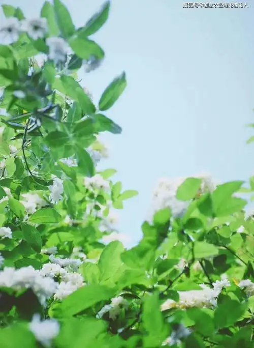 创意学人全球头条推荐丨美cry最壮观的七里香瀑布就藏在这里