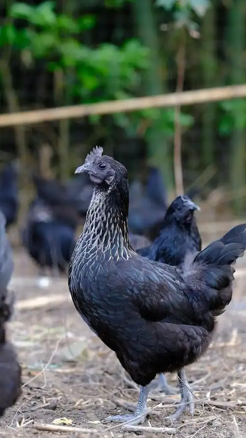 这一期我们继续讲大名鼎鼎的五黑鸡,五黑鸡又名明代黑毛乌骨鸡,是我国