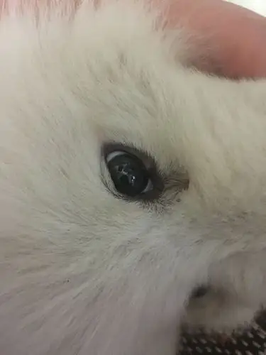 急急急小狗眼睛下面起了一个疙瘩