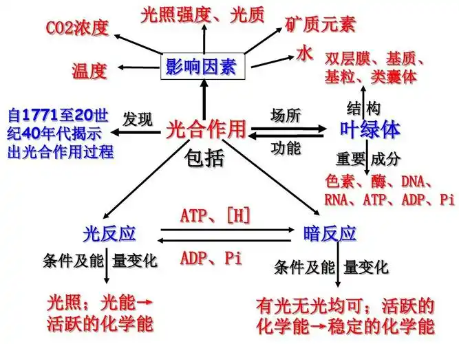 2015年生物一轮复习第10讲光与光合作用答案ppt