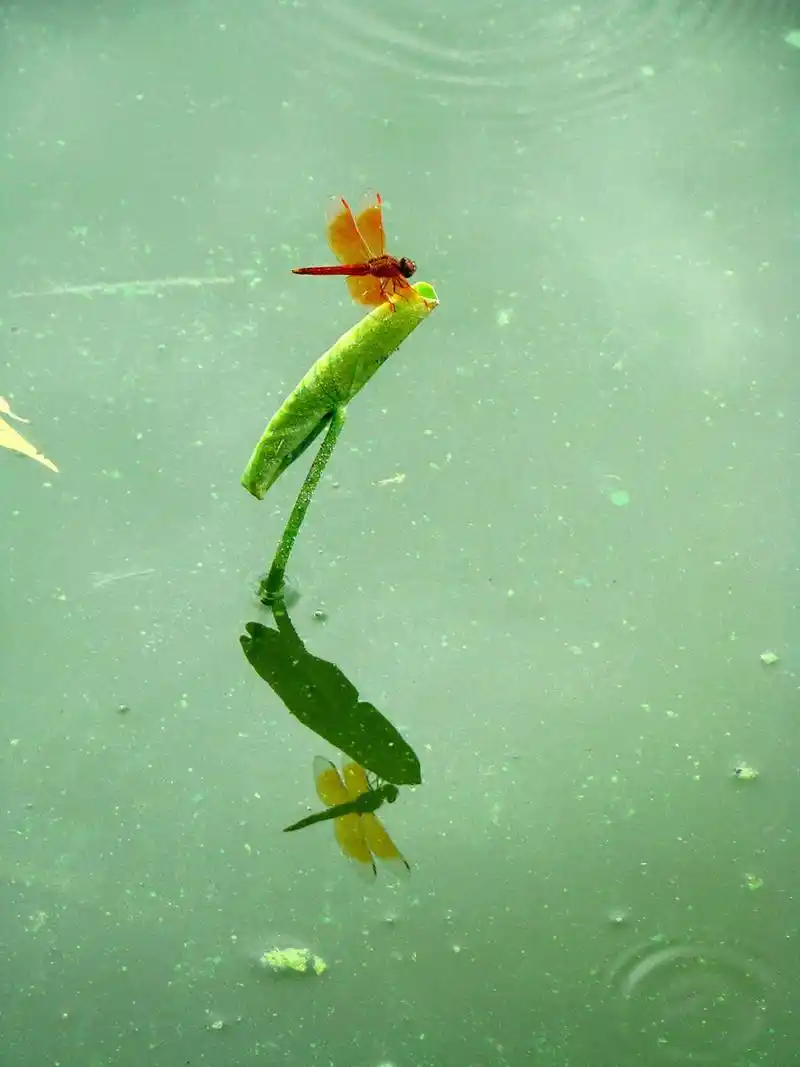 动物趣图# 荷叶露出水面,叶子还没打开,一只红色蜻蜓飞来停在上面