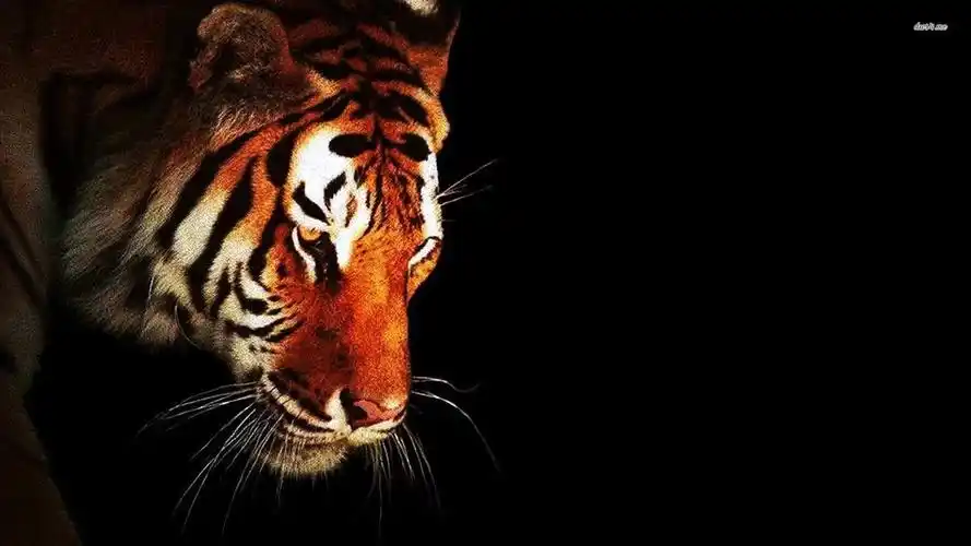 安卓(android)萌宠 老虎高清手机壁纸免费下载,安心市场-用安卓,要