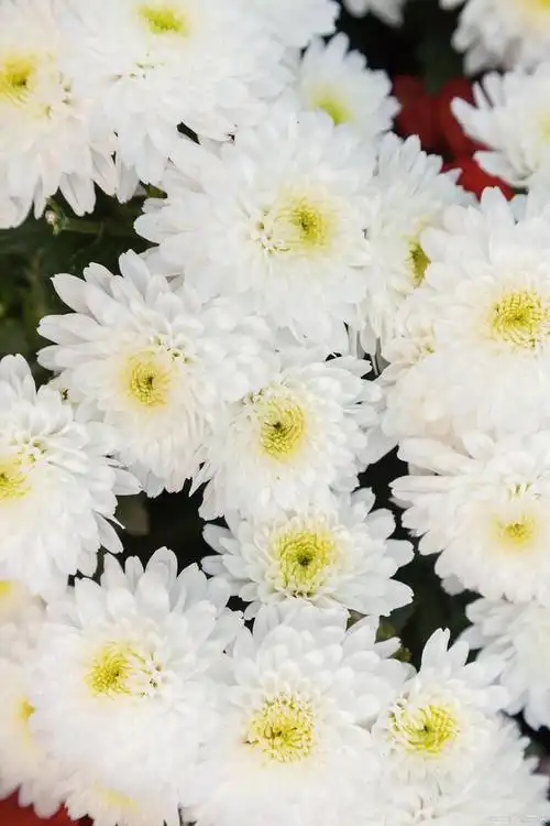 菊花诗韵:领略千古芳华与人生百态,论意境与气势只服最后一位