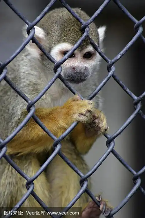 关在笼子里的猴子