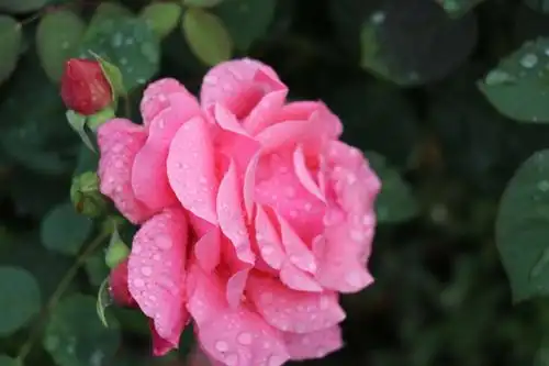 好漂亮的玫瑰花,整个空气中都弥漫着玫瑰的香味
