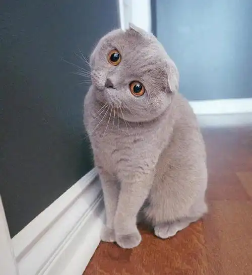 歪头杀太迷人了高贵典雅