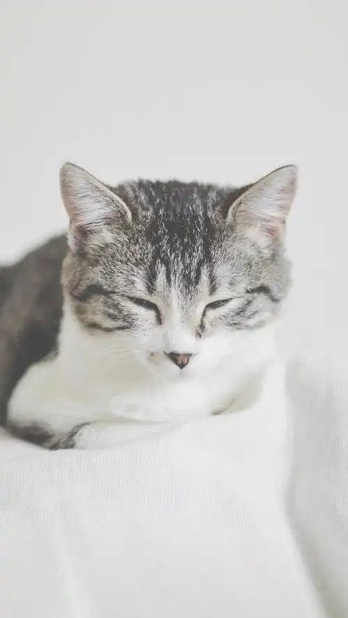 可爱萌萌哒猫咪高清手机壁纸图片2