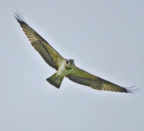 鹰隼试翼(北京)